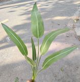 Cây Giả-Cây Chuối Nhật 7 Lá 70Cm