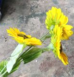 Hoa Giả - Hoa Hướng Dương 3 Bông Lớn 80Cm