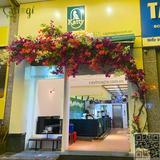Thi Công Cây Hoa Giấy Giả Trang Trí Katty Cafe – Tố Hữu, Hà Đông
