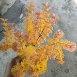 Cây Giả - Cây Rong La Hán 7 Nhánh 35 Cm