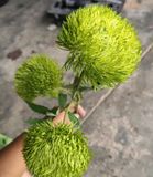 Hoa Giả - Hoa Cẩm Chướng Nhật 3 Bông 70 Cm Nhiều Màu