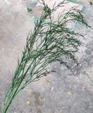 Cây Giả - Cành Liễu Điểm 5 Nhánh 100 Cm