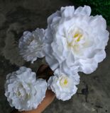 Hoa Giả-Hoa Thược Dược 4 Bông 80 Cm Trắng