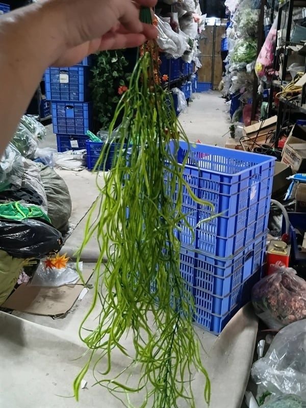 chùm cây giả đuôi phượng lá rủ