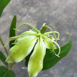 Hoa Giả - Hoa Bỉ Ngạn 3 Bông Xanh Lá