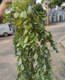 Chùm Cây Lá Rủ Sam Bạc 75 Cm
