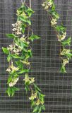 Cây Giả-Cành Cây Cơm Cháy 3 Nhánh 100Cm