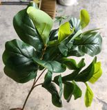 Cây Giả - Cây Bàng Non 3 Nhánh 65 Cm