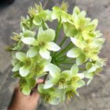 Hoa Giả - Chùm Hoa Thiên Nga 55 Cm Nhiều Màu