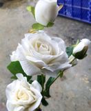 Hoa Giả - Hoa Hồng 4 Bông 2 Nụ 65Cm Màu Trắng