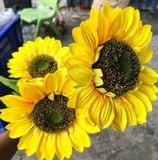 Hoa Giả - Hoa Hướng Dương 3 Bông Lớn 80Cm