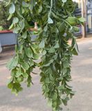 Chùm Cây Lá Rủ Sam Bạc 75 Cm