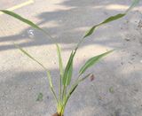 Cây Giả-Cây Chuối Nhật 7 Lá 70Cm