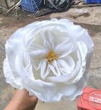 Hoa giả-Hoa Mao Lương 3 bông 70cm Trắng