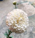 Hoa Giả - Hoa Thược Dược 1 Bông Lớn 80Cm Nhiều Màu