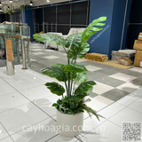 Hoàn Thiện Chậu Cây Cảnh Trang Trí Siêu Thị AEON Hưng Yên – Giải Pháp Xanh Hiện Đại