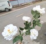 Hoa Giả-Hoa Hồng Bạch Xếp Cổ 4 bông 2 Nụ 80Cm