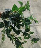 Cây Giả- Chùm Dây Leo Trầu Bà Đốm Vàng 75 Cm 7 Nhánh