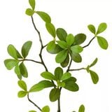 Cành Cây Giả Cây Duối Cổ 45 Cm