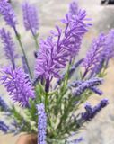 Cây Giả-Cây Oải Hương Lavender 12 Nhánh 40cm