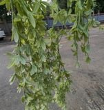 Chùm Cây Lá Rủ Cây Nhài Điểm Bạc 75 Cm