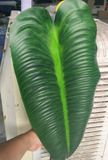 Lá Giả - Lá Chuối Khổng Lồ 70 Cm