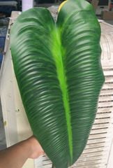 Cây Giả Cây Trầu Bà Lá Vàng 50cm