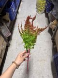 Cây giả dương xỉ ngọn đỏ 7 nhánh - 50 cm