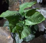 Cây Giả - Cây Trầu Bà Lá Xanh 18 Lá 75 Cm