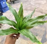 Cây Giả-Cây Lược Vàng 30 Cm