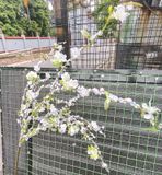 Cây Giả-Cành Hoa Tuyết Mai 100Cm