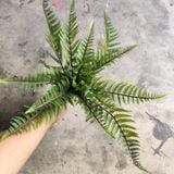 Cây Giả - Cây Dương Xỉ Lá Cao Su 40 Cm