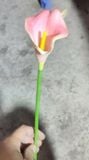Hoa Giả-Hoa Rum Ngoại 1 Bông 35Cm Hồng Nhạt