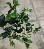 Cây Giả- Chùm Dây Leo Trầu Bà Đốm Vàng 75 Cm 7 Nhánh