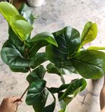 Cây Giả - Cây Bàng Non 3 Nhánh 65 Cm