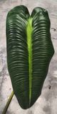 Lá Giả - Lá Chuối Khổng Lồ 70 Cm