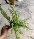 Cây Giả - Cây Dương Xỉ Lá Cao Su 40 Cm