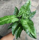 Cây Giả - Cây Môn Hồng Hạc 50Cm 12 Lá