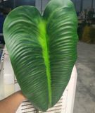 Lá Giả - Lá Chuối Khổng Lồ 70 Cm