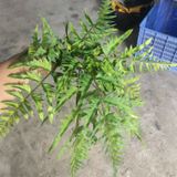 Cây Giả - Cây Dương Xỉ Lá Cao Su 8 Lá 45 Cm