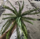 Cây Giả - Cây Dương Xỉ Cao Su 21 Lá 40 Cm