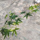 Cành Phong Xanh 3 Nhánh Lá Nhỏ 55Cm