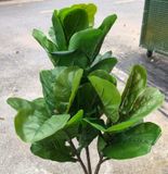 Cây Giả - Cây Bàng Singapo 3 Nhánh 100Cm