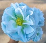 Hoa Giả-Hoa Cúc Pháp 3 Bông 70Cm Xanh Dương Nhạt