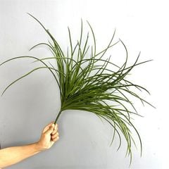 Cây Giả Cây Môn Xanh Gân Trắng 12 Lá -63 Cm