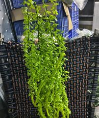 Cây Giả -Chùm Dây Leo Trầu Bà 5 Nhánh 100cm Lá Nhỏ