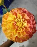 Hoa Giả - Hoa Thược Dược 1 Bông Lớn 80Cm Nhiều Màu
