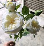 Hoa Giả-Hoa Hồng David Austin 2 Bông 2 Nụ 75Cm