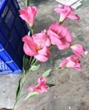 Hoa Giả - Hoa Lay Ơn 80Cm Màu Hồng