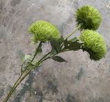 Hoa Giả - Hoa Cẩm Chướng Nhật 3 Bông 70 Cm Nhiều Màu